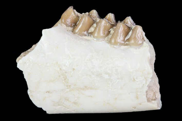 Oligocene Ruminant (Leptomeryx) Jaw Section #70093